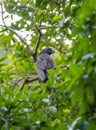 Kaka Parrot looks at the camera from a branch in a tree