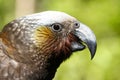 Kaka Parrot in New Zealand forest Royalty Free Stock Photo