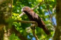 A Kaka Parrot Perched on a Branch in New Zealand