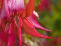 Kakabeak flowers