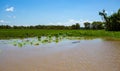 Kakadu Large Saltwater Crocodile Royalty Free Stock Photo