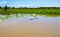 Kakadu Large Saltwater Crocodile Royalty Free Stock Photo