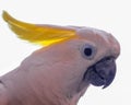 Kakaktua Parrot bird Royalty Free Stock Photo