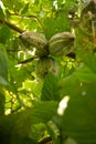 Kakao tree produces dense fruit Royalty Free Stock Photo