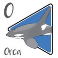 Orca is the largest member of the oceanic dolphin family. Royalty Free Stock Photo