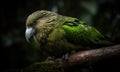 A beautiful photograph of a Kakapo