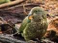 Kea