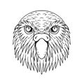 Kakapo Owl Parrot Head Drawing Black and White