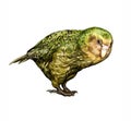 The kakapo, owl parrot Strigops habroptila
