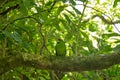 Kakariki Green Parakeet On Branch
