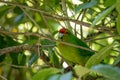 Kakariki Green Parakeet In Branches