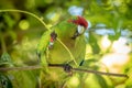 Kakariki Green Parakeet Eating Leaves