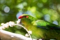 Kakariki Green Parakeet Eating