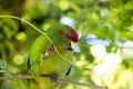 Kakariki Green Parakeet Holding Leaves