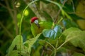 Kakariki Green Parakeet With Leaves In Mouth