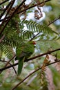 Kakariki, or New Zealand Red Crowned Parakeet