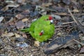 Kakariki, or New Zealand Red Crowned Parakeet