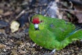 Kakariki, or New Zealand Red Crowned Parakeet