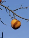 Kaki fruit Royalty Free Stock Photo