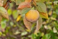 Kaki fruit hanging from tree Royalty Free Stock Photo