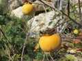 Kaki fruit on the tree on Cyprus Royalty Free Stock Photo