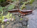 Kaki seribu or millipedes (class Diplopoda, formerly also called Chilognatha) 4 Royalty Free Stock Photo