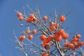 Kaki tree in winter