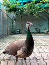 Animal birds Kakarapar zoology ahemdabad Gujarat India Royalty Free Stock Photo