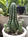 Kaktus kalimantan with the babies cactus green