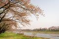 Kakunodate street and Hinokinai River at spring in Akita, Japan