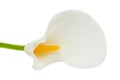 Kala flower on a white background