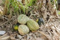 Kalabasa Pumpkins Among Dried Banana Leaves