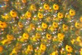 Kalaeidoscopic yellow Osteospermum flowers. Abstract background.