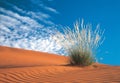 Kalahari desert