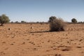 Kalahari desert landscape Royalty Free Stock Photo