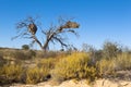 Kalahari desert landscape with Weaver bird nests Royalty Free Stock Photo