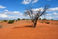 Kalahari desert, Namibia Royalty Free Stock Photo