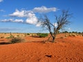 Kalahari desert, Namibia Royalty Free Stock Photo