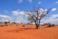 Kalahari desert, Namibia Royalty Free Stock Photo