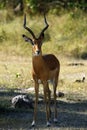 Kalahari Impala Ram II Royalty Free Stock Photo