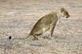 Kalahari lion in the Kgalagadi