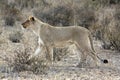 Kalahari lion in the Kgalagadi