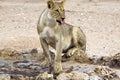 Kalahari lion in the Kgalagadi