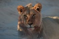 Kalahari Lion Male - After the kill 3 Royalty Free Stock Photo