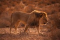 Kalahari Lion 5215