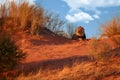 Kalahari lion, Panthera leo vernayi, laing on red dune against blue sky. Big lion male with black mane in typical environment of Royalty Free Stock Photo