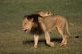 Kalahari lion Royalty Free Stock Photo