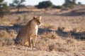 Kalahari lioness Royalty Free Stock Photo