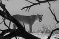 Kalahari lioness 4983 BW Royalty Free Stock Photo