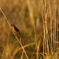 Kalahari or Sandy scrub robin